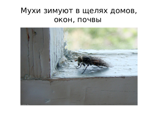 Мухи зимуют в щелях домов, окон, почвы 