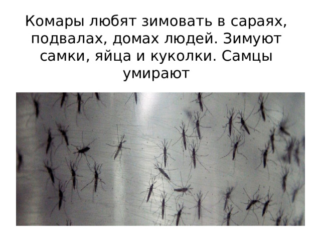 Комары любят зимовать в сараях, подвалах, домах людей. Зимуют самки, яйца и куколки. Самцы умирают 