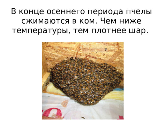В конце осеннего периода пчелы сжимаются в ком. Чем ниже температуры, тем плотнее шар. 