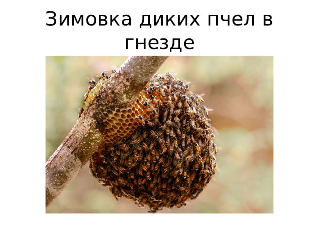 Зимовка диких пчел в гнезде 