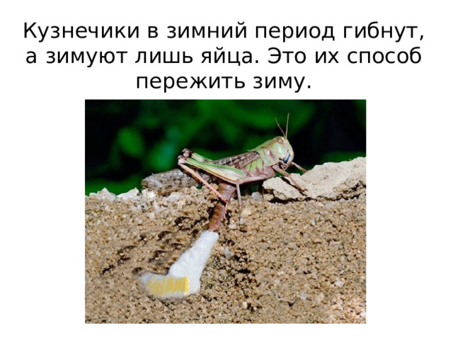 Кузнечики в зимний период гибнут, а зимуют лишь яйца. Это их способ пережить зиму. 