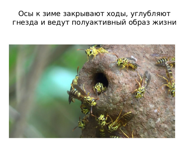 Осы к зиме закрывают ходы, углубляют гнезда и ведут полуактивный образ жизни 