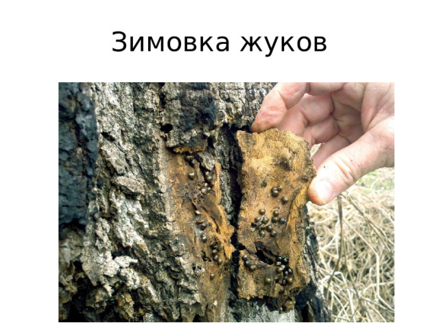 Зимовка жуков 