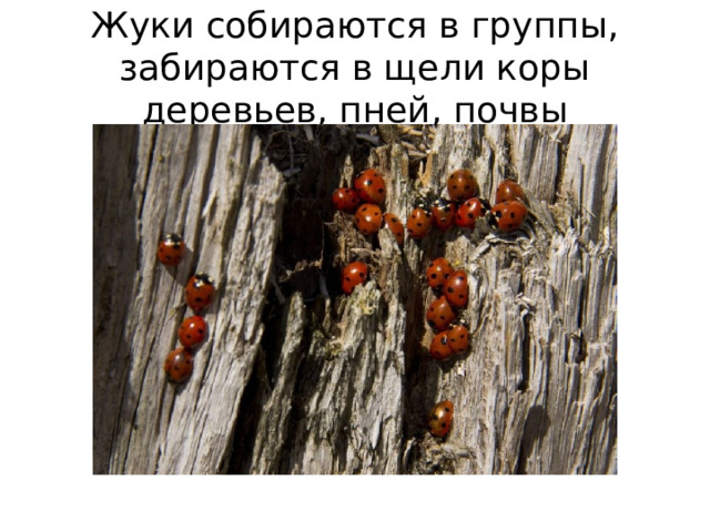 Жуки собираются в группы, забираются в щели коры деревьев, пней, почвы 