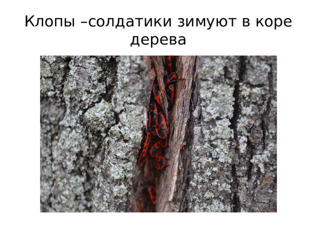 Клопы –солдатики зимуют в коре дерева 