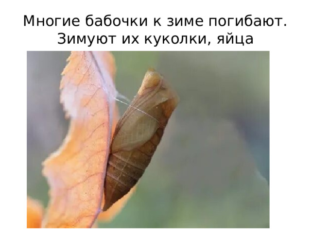 Многие бабочки к зиме погибают. Зимуют их куколки, яйца 