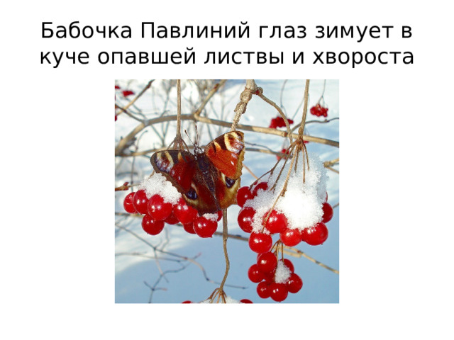 Бабочка Павлиний глаз зимует в куче опавшей листвы и хвороста 