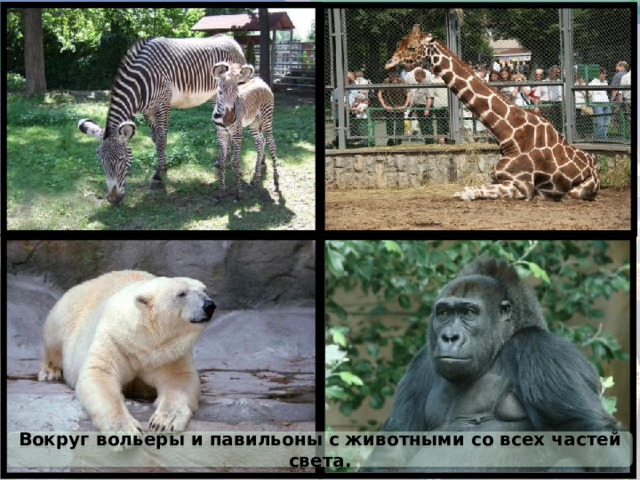Вокруг вольеры и павильоны с животными со всех частей света. 