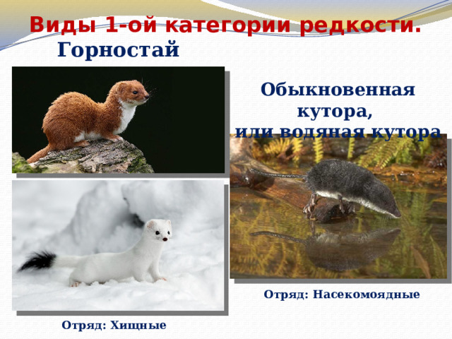 Виды 1-ой категории редкости.   Горностай Обыкновенная кутора, или водяная кутора Отряд: Насекомоядные Отряд: Хищные 