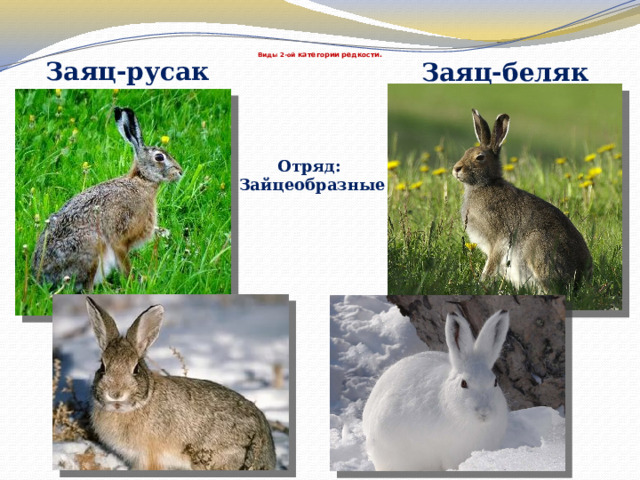     Виды 2-ой категории редкости. Заяц-русак Заяц-беляк Отряд: Зайцеобразные 