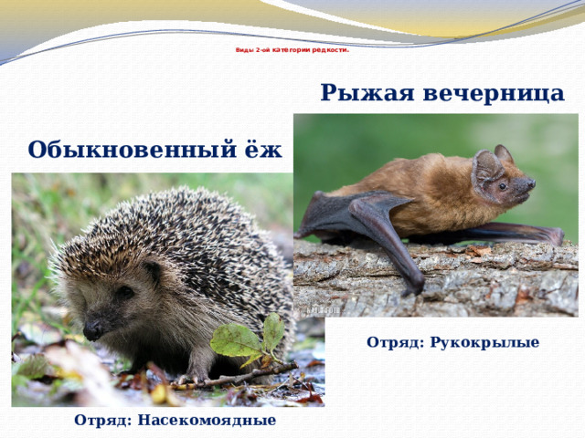    Виды 2-ой категории редкости. Рыжая вечерница Обыкновенный ёж Отряд: Рукокрылые Отряд: Насекомоядные 