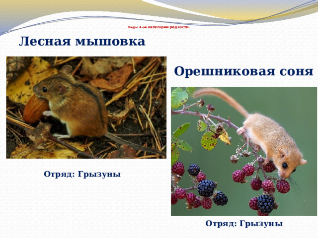     Виды 4-ой категории редкости. Лесная мышовка Орешниковая соня Отряд: Грызуны Отряд: Грызуны 
