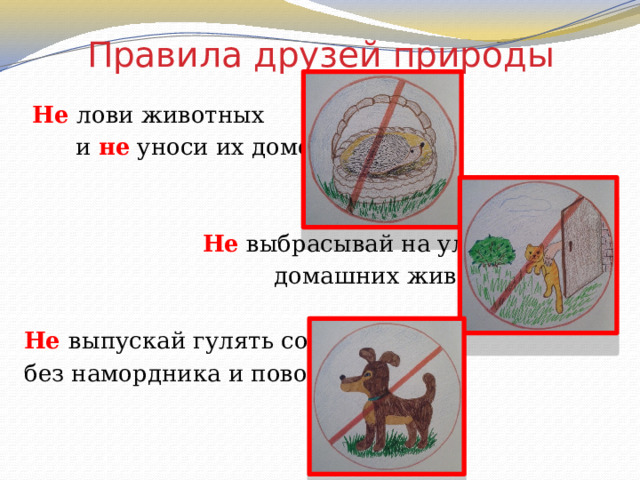 Правила друзей природы   Не лови животных  и не уноси их домой.   Не выбрасывай на улицу  домашних животных. Не выпускай гулять собаку без намордника и поводка. 