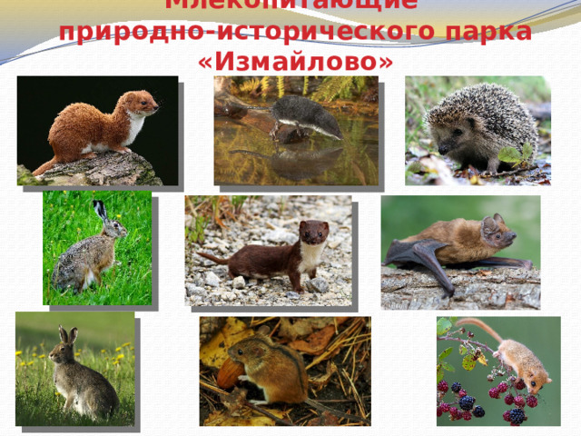 Млекопитающие  природно-исторического парка «Измайлово» 