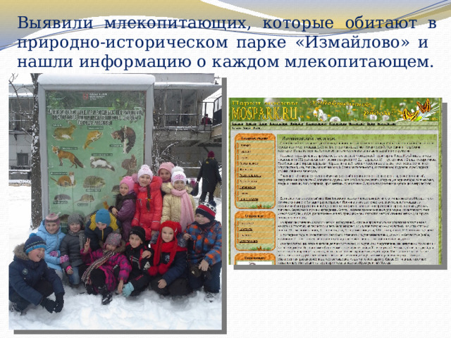   Выявили млекопитающих, которые обитают в природно-историческом парке «Измайлово» и нашли информацию о каждом млекопитающем. 