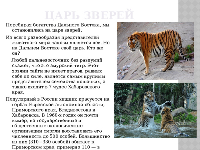 Царь зверей Перебирая богатства Дальнего Востока, мы остановились на царе зверей. Из всего разнообразия представителей животного мира таковы является лев. Но на Дальнем Востоке свой царь. Кто же он?  Любой дальневосточник без раздумий скажет, что это амурский тигр. Этот хозяин тайги не имеет врагов, равных себе по силе, является самым крупным представителем семейства кошачьих, а также входит в 7 чудес Хабаровского края. Популярный в России хищник красуется на гербах Еврейской автономной области, Приморского края, Владивостока и Хабаровска. В 1960-х годах он почти вымер, но государственные и общественные экологические организации смогли восстановить его численность до 500 особей. Большинство из них (310−330 особей) обитает в Приморском крае, примерно 110 — в Хабаровском крае, четыре — в Еврейской автономной области и два — в Амурской.     