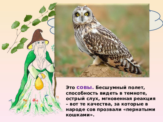 Каких птиц называют «пернатыми кошками»? Это совы. Бесшумный полет, способность видеть в темноте, острый слух, мгновенная реакция – вот те качества, за которые в народе сов прозвали «пернатыми кошками». 