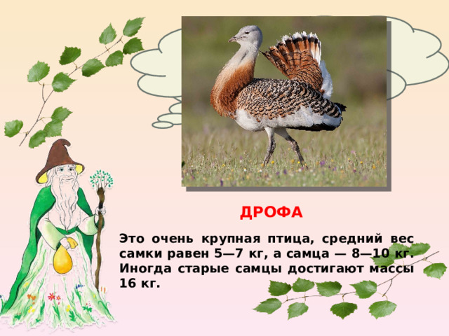 Какая птица России самая большая? ДРОФА Это очень крупная птица, средний вес самки равен 5—7 кг, а самца — 8—10 кг. Иногда старые самцы достигают массы 16 кг. 