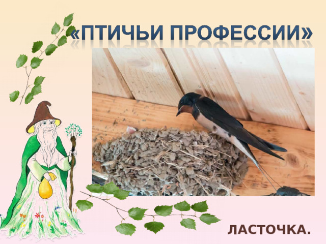 Птица – строитель ЛАСТОЧКА. 