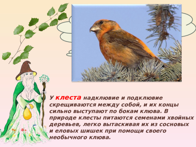 Как устроен клюв у клеста? У клеста  надклювие и подклювие скрещиваются между собой, и их концы сильно выступают по бокам клюва. В природе клесты питаются семенами хвойных деревьев, легко вытаскивая их из сосновых и еловых шишек при помощи своего необычного клюва. 