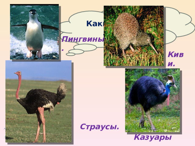 Какие птицы не летают? Пингвины. Киви.  Страусы.  Казуары.  