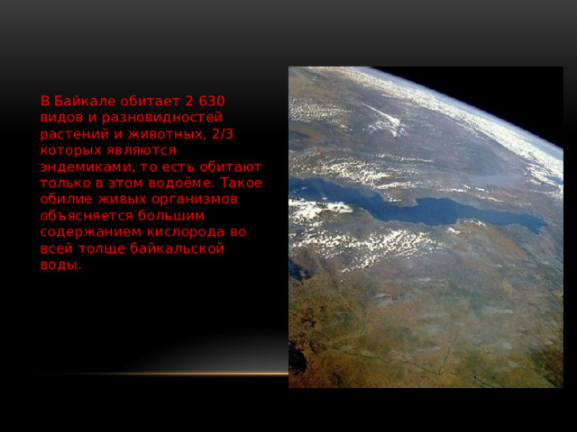 В Байкале обитает 2 630 видов и разновидностей растений и животных, 2/3 которых являются эндемиками, то есть обитают только в этом водоёме. Такое обилие живых организмов объясняется большим содержанием кислорода во всей толще байкальской воды. 