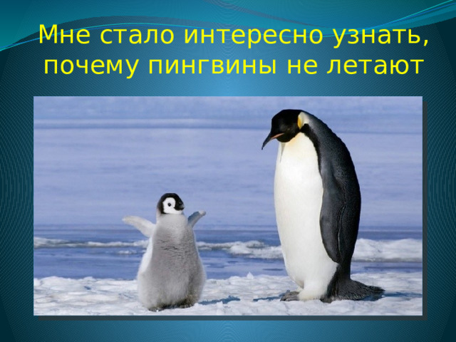 Мне стало интересно узнать, почему пингвины не летают 