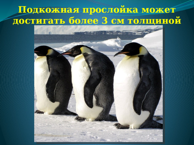 Подкожная прослойка может достигать более 3 см толщиной 