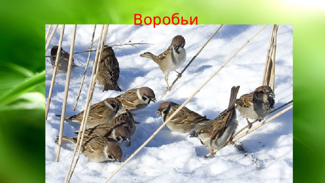 Воробьи 