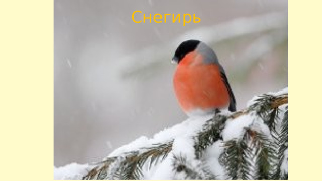 Снегирь 