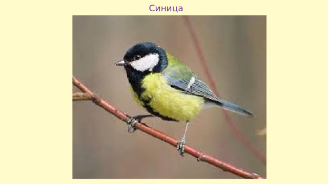 Синица 