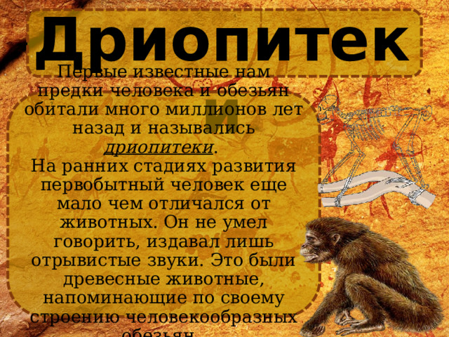 Дриопитеки Первые известные нам предки человека и обезьян обитали много миллионов лет назад и назывались дриопитеки . На ранних стадиях развития первобытный человек еще мало чем отличался от животных. Он не умел говорить, издавал лишь отрывистые звуки. Это были древесные животные, напоминающие по своему строению человекообразных обезьян. . 