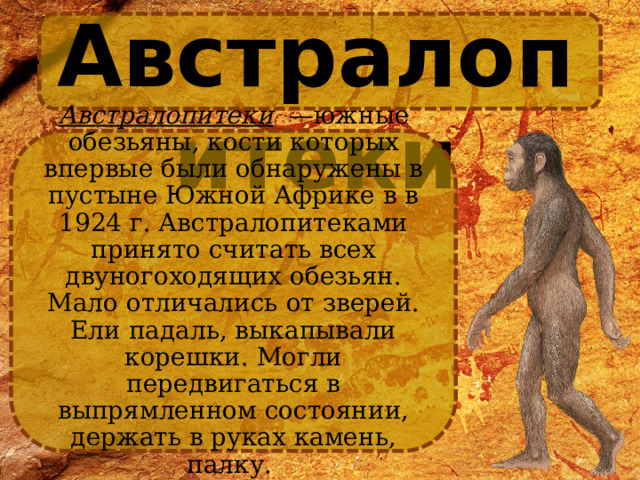 Австралопитеки Австралопитеки  —южные обезьяны, кости которых впервые были обнаружены в пустыне Южной Африке в в 1924 г. Австралопитеками принято считать всех двуногоходящих обезьян. Мало отличались от зверей. Ели падаль, выкапывали корешки. Могли передвигаться в выпрямленном состоянии, держать в руках камень, палку. . 