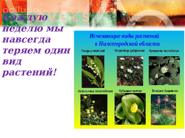     Каждую неделю мы навсегда теряем один вид растений! 