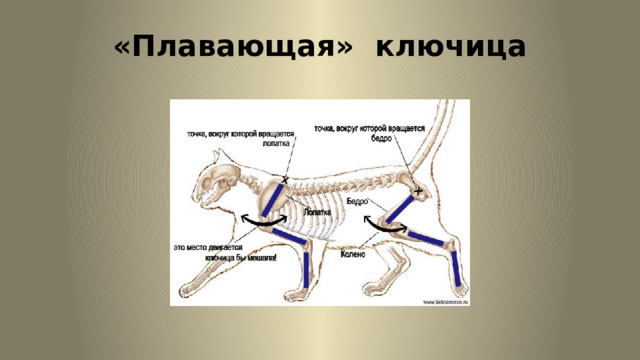 «Плавающая» ключица 