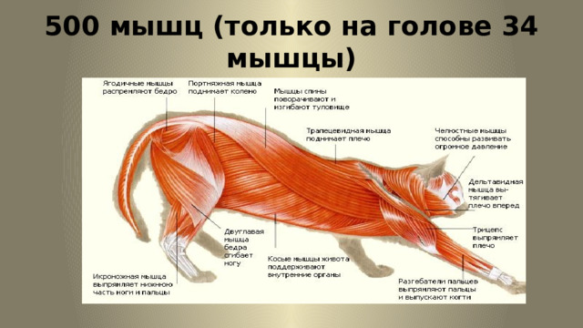 500 мышц (только на голове 34 мышцы) 