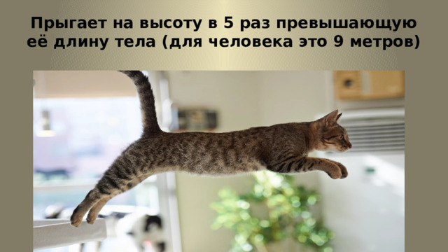 Прыгает на высоту в 5 раз превышающую её длину тела (для человека это 9 метров) 