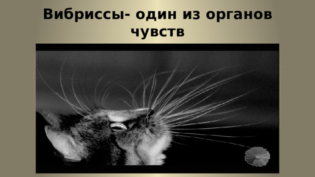 Вибриссы- один из органов чувств 