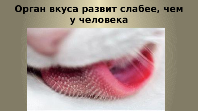 Орган вкуса развит слабее, чем у человека 