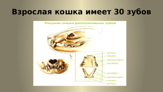 Взрослая кошка имеет 30 зубов 