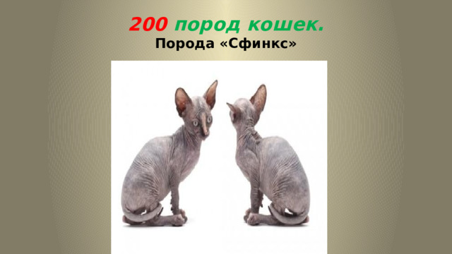 200 пород кошек.  Порода «Сфинкс» 