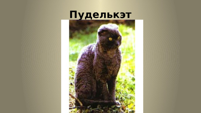 Пуделькэт 