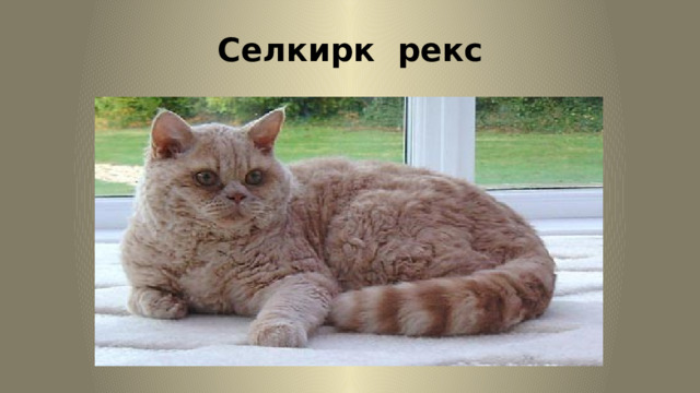 Селкирк рекс 