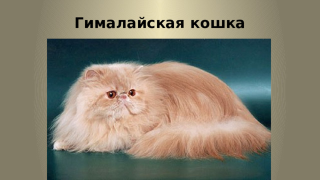 Гималайская кошка 