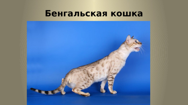 Бенгальская кошка 