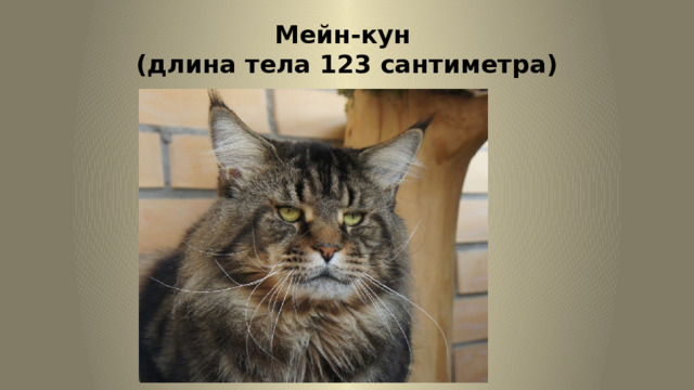 Мейн-кун  (длина тела 123 сантиметра) 