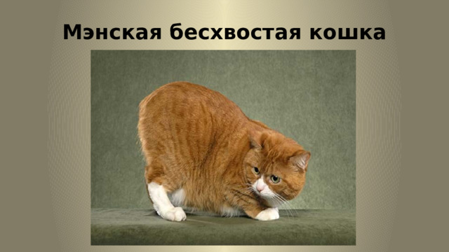 Мэнская бесхвостая кошка 