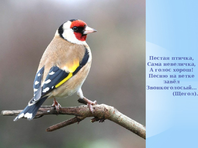 Пестая птичка, Сама невеличка, А голос хорош! Песню на ветке завёл Звонкоголосый…  (Щегол).  
