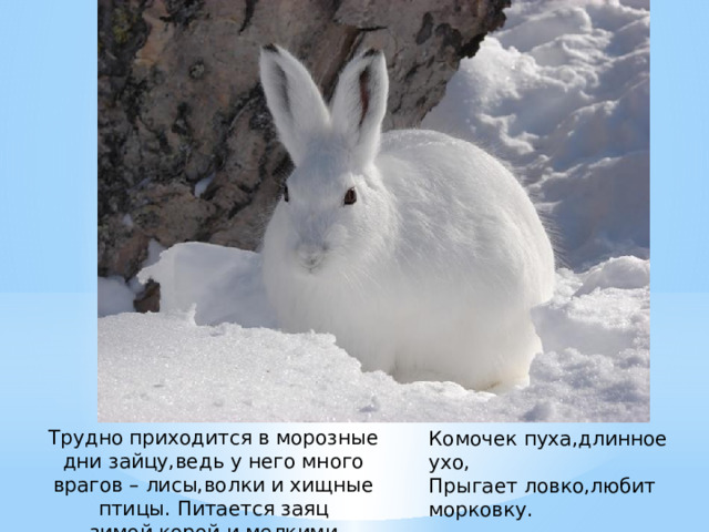 Трудно приходится в морозные дни зайцу,ведь у него много врагов – лисы,волки и хищные птицы. Питается заяц зимой,корой и мелкими ветками. Комочек пуха,длинное ухо, Прыгает ловко,любит морковку.  (Заяц). 