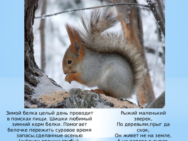 Зимой белка целый день проводит в поисках пищи. Шишки любимый зимний корм белки. Помогает белочке пережить суровое время запасы,сделанные осенью (жёлуди,орешки,грибы). Рыжий маленький зверек, По деревьям,прыг да скок, Он живет не на земле, А на дереве в дупле.  (Белка). 